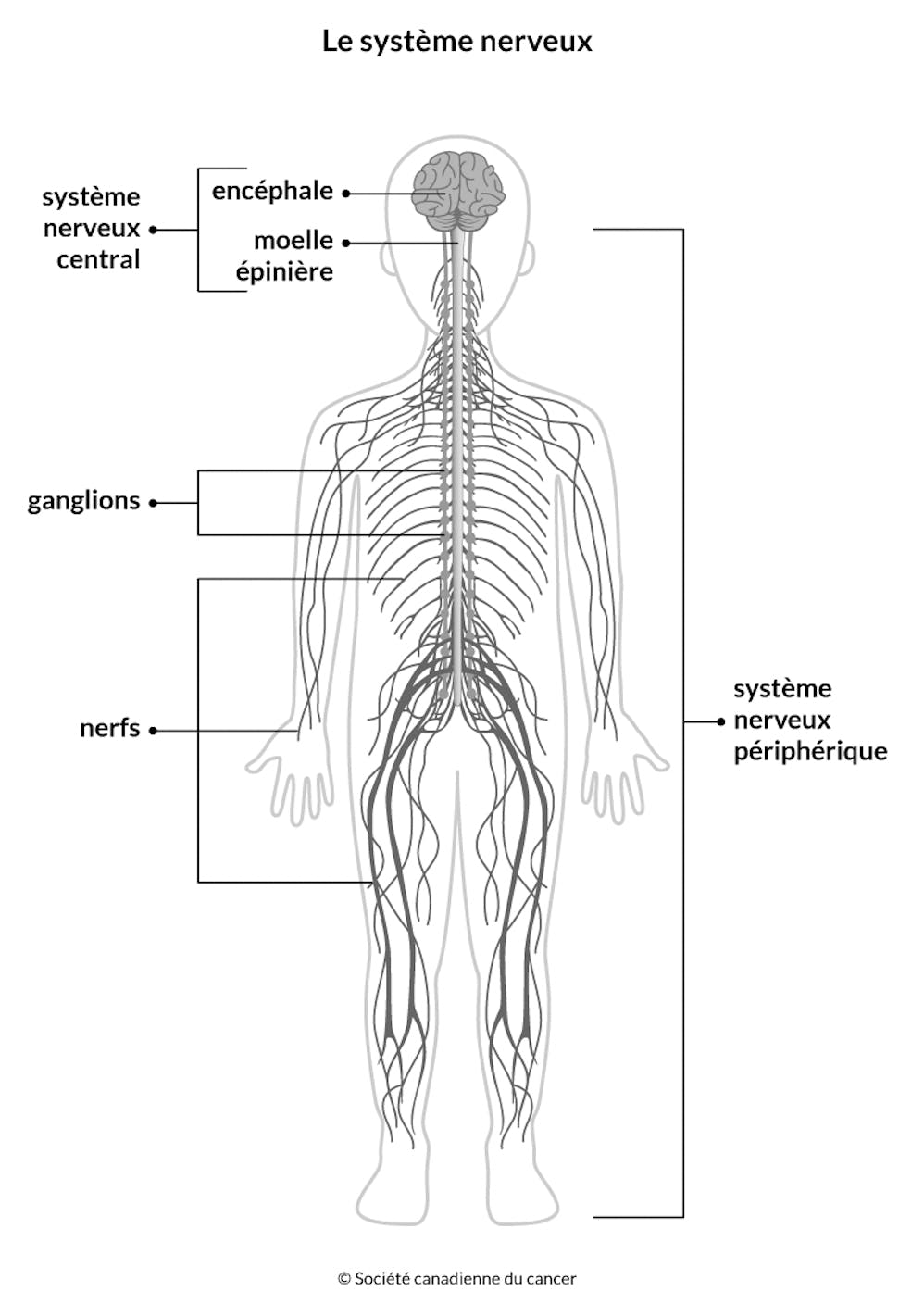 Système nerveux : organes, rôle, examen, maladies courantes 2 Schéma du système nerveux