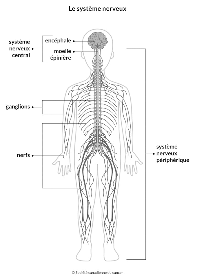 Schéma du système nerveux