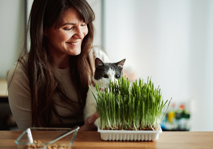 Les bonnes et les mauvaises herbes pour nos chats : Femme Actuelle