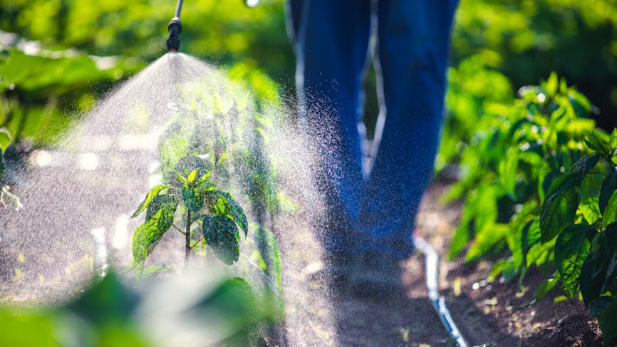 dangers des pesticides