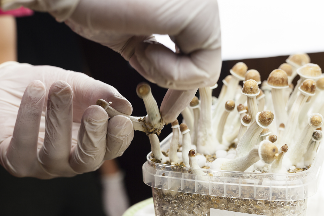 Champignons hallucinogènes : la psilocybine est bel et bien efficace pour  traiter la dépression | Santé Magazine