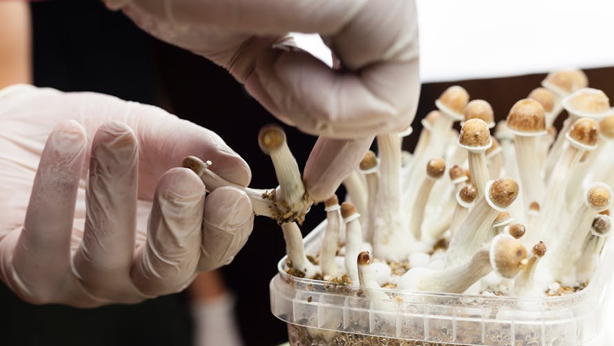 Champignons hallucinogènes : la psilocybine est bel et bien efficace pour traiter la dépression | Santé Magazine