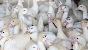 Grippe aviaire : la France en première ligne 