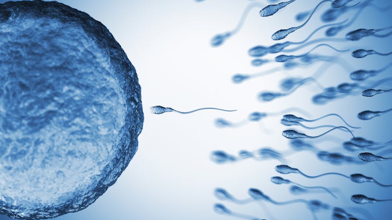 Un spermatozoïde féconde un ovule 