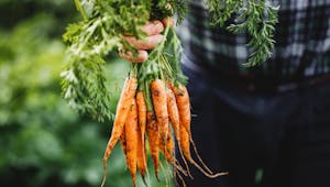 La carotte : les bienfaits d'un légume qui donne bonne mine 