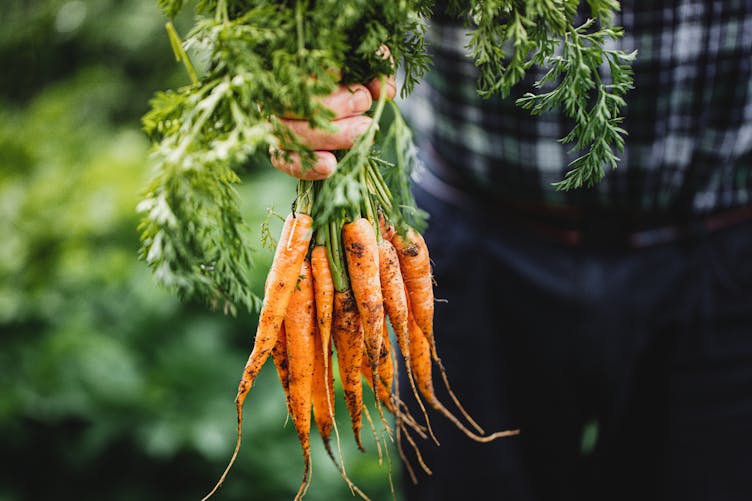 Les carottes colorées l'origine de la carotte commune - Kiss My Chef