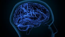 Découverte scientifique : une nouvelle couche de tissu cérébral pour lutter contre les infections