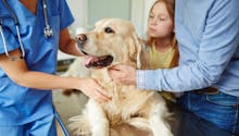 Toux du chenil : comment la détecter et soigner rapidement son chien ?