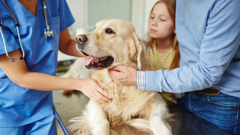 Un chien malade chez le vétérinaire avec ses maîtres