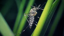 La présence de moustiques tigre en février inquiète en région PACA