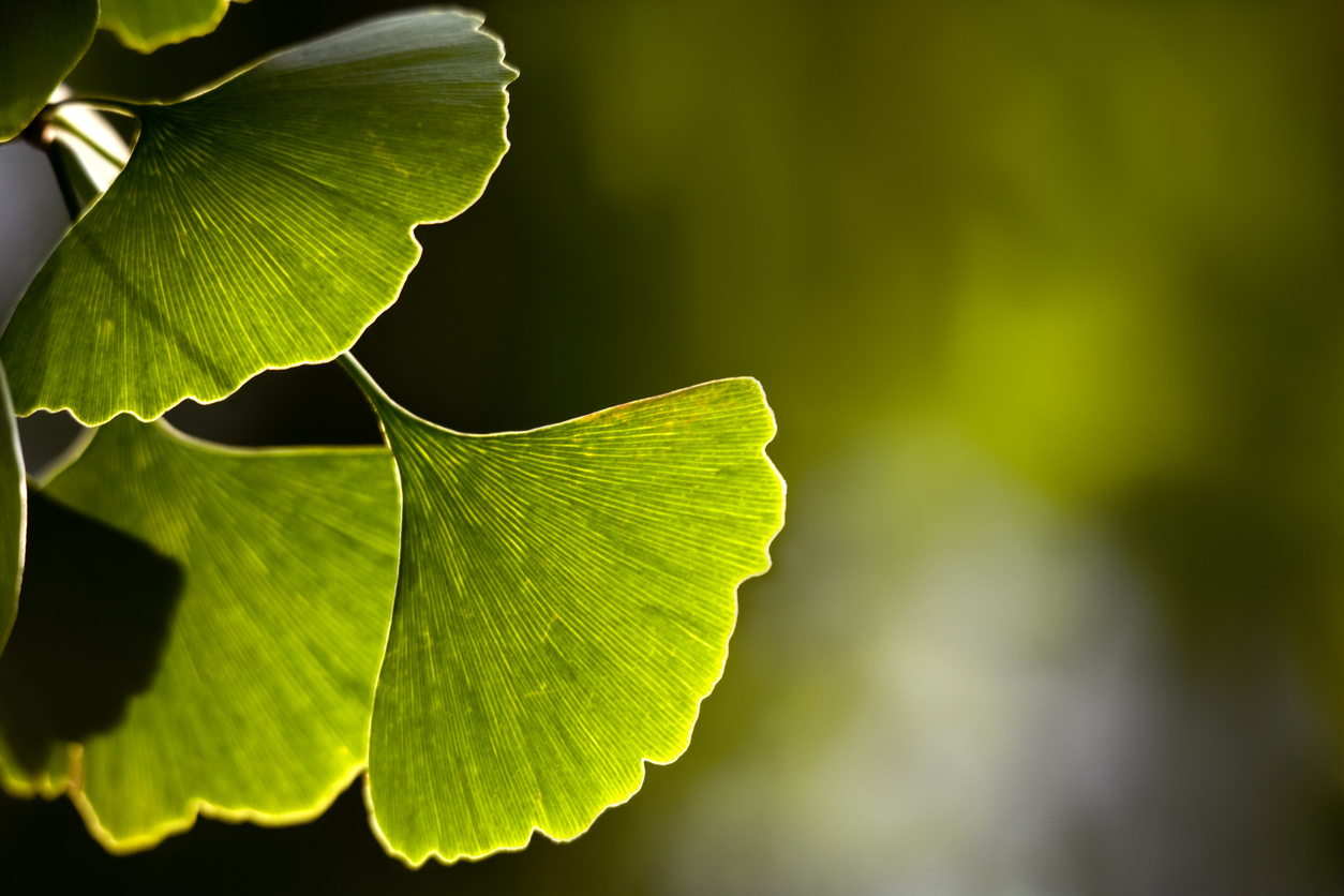 Ginkgo biloba bienfaits, mode d’emploi, risques Santé Magazine — free download