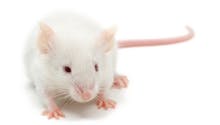 Pour la première fois, des scientifiques créent des souris à partir de deux pères