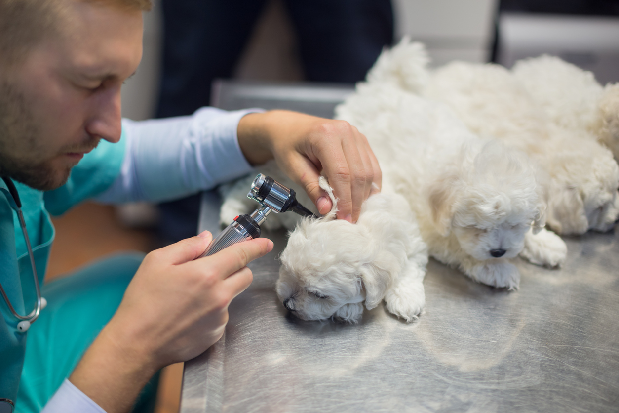 Otitis in dogs what symptoms? how to treat it? Archyde