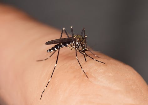 Tout savoir sur le moustique tigre et comment s'en protéger