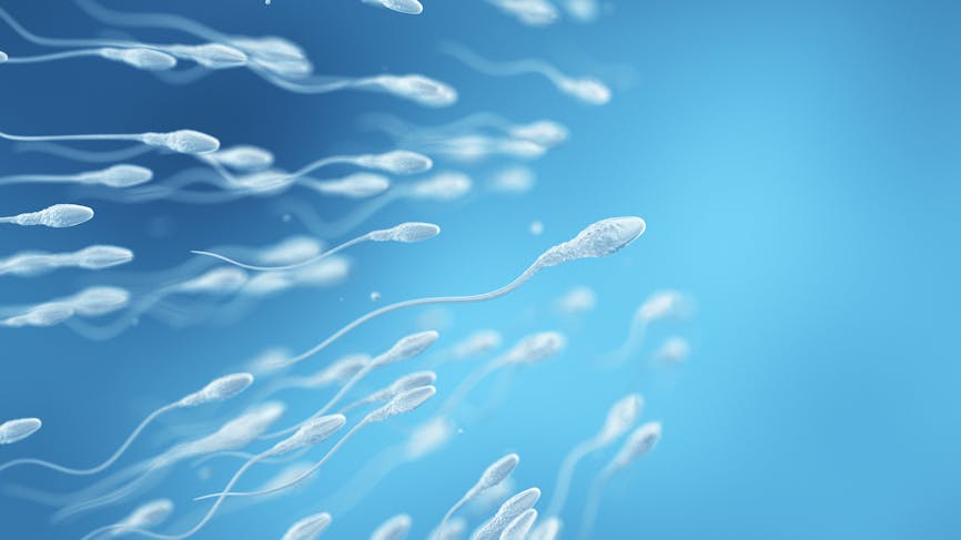 Actuellement, une chirurgie complexe est nécessaire pour extraire les spermatozoïdes intacts. 