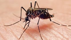 Un « camouflage chimique » pour limiter le risque de piqûre de moustique