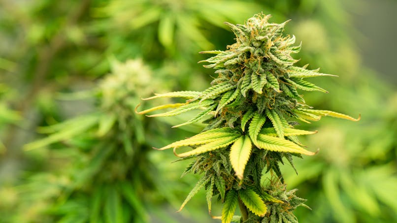 La consommation de cannabis engendrerait des changements de l’ADN d’ordre épigénétique