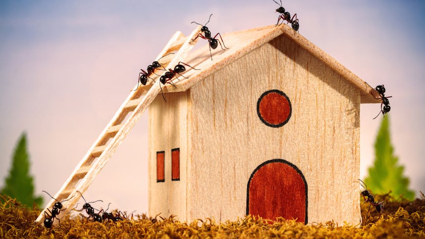 Fourmis en train de construire une maison en carton avec une échelle. 