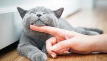 La ronronthérapie : le chat, un animal super apaisant !
