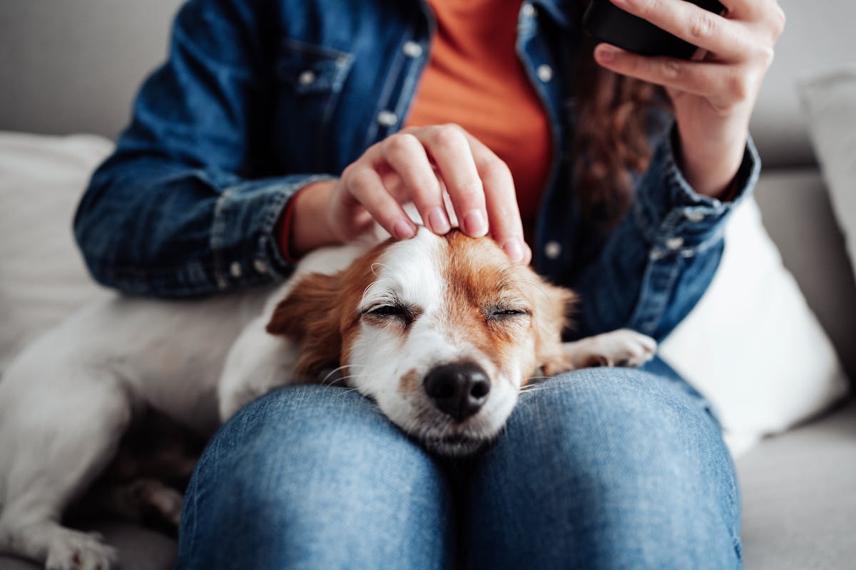 Caresser un chien, même brièvement, peut réduire le stress et ...