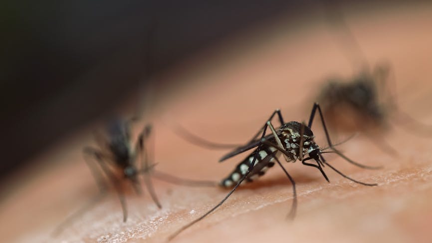 Une épidémie de dengue dans une île française