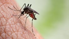 Piqûres de moustiques : quelles maladies peut-on attraper ?
