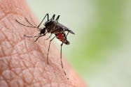 Piqûres de moustiques : quelles maladies peut-on attraper ?