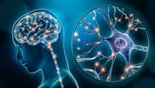 Neurotransmetteur : définition, rôle, maladies liées