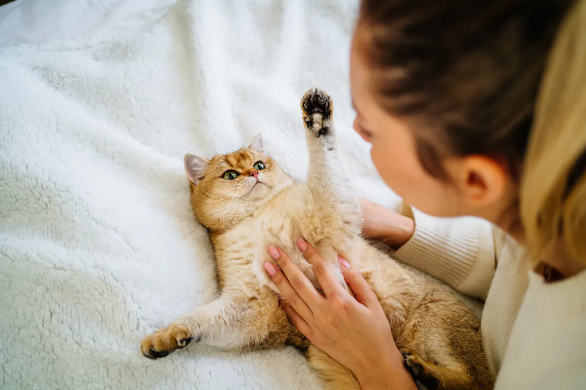 Vaccin contre l’allergie au chat : où en est la recherche ?