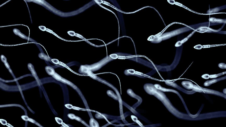 Durée de vie des spermatozoïdes 