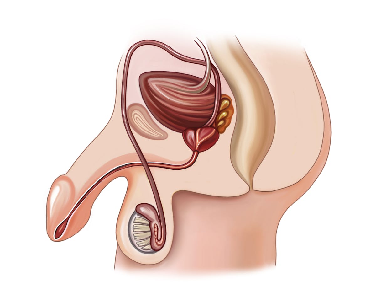 Tout savoir sur le cordon spermatique ou testiculaire | Santé Magazine