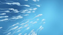 Trajet des spermatozoïdes : tout savoir sur leur parcours jusqu’à l’ovule