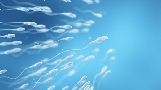 Trajet des spermatozoïdes : tout savoir sur leur parcours jusqu’à l’ovule