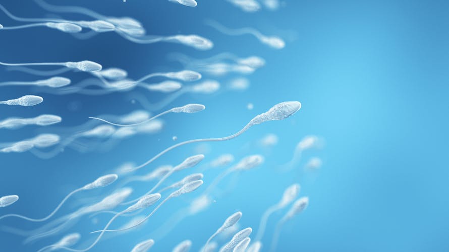 Trajet des spermatozoïdes, qu'en est-il exactement ? 