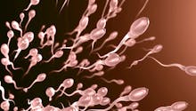 Qu’est-ce que la spermatogenèse ?