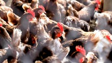 Faut-il s’inquiéter de la découverte d’un foyer de grippe aviaire dans le Morbihan ?