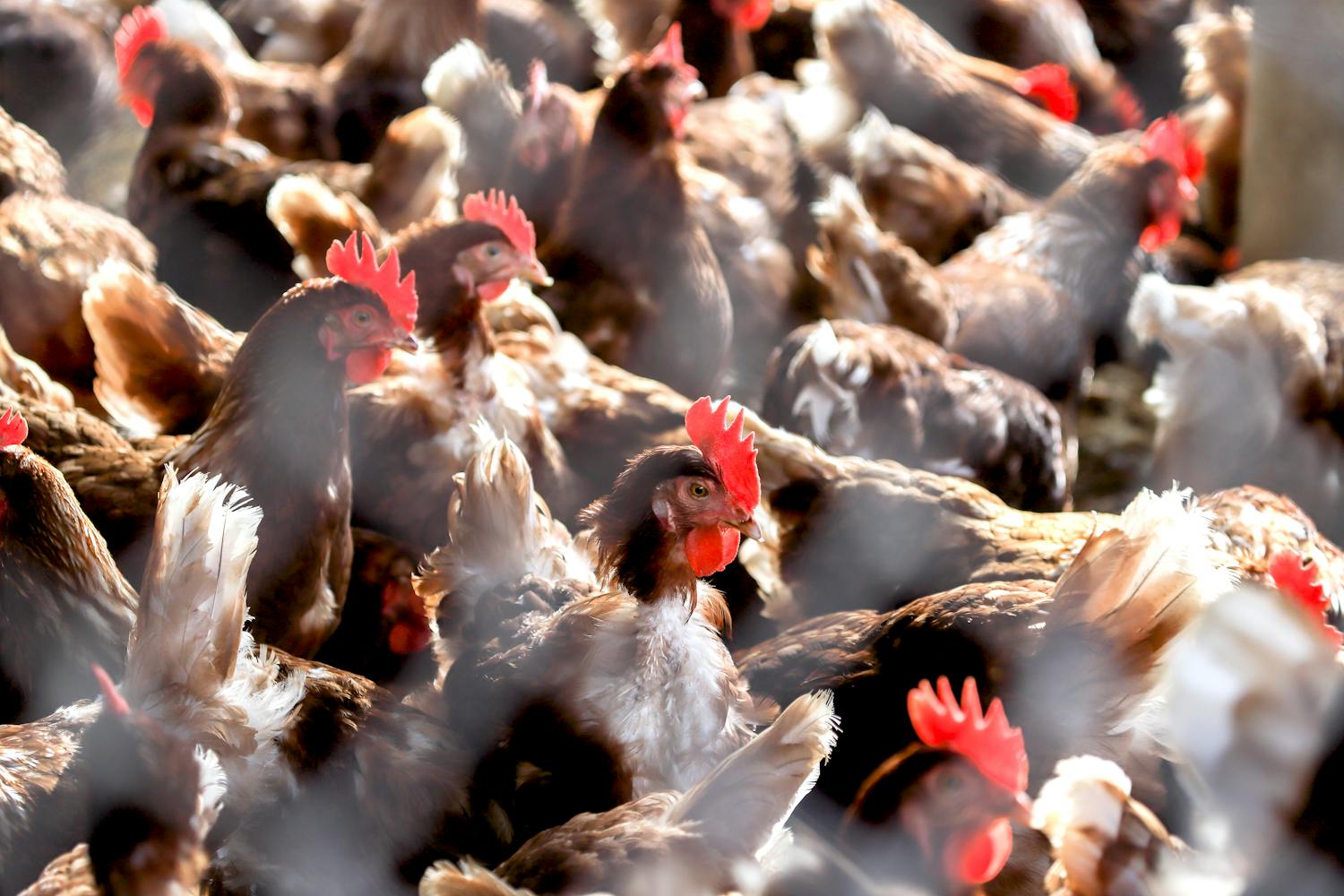 Faut-il s’inquiéter de la découverte d’un foyer de grippe aviaire dans le Morbihan ?