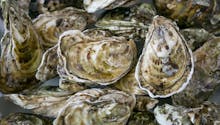 Alerte sanitaire en Loire-Atlantique : interdiction de vente des huîtres suite à une intoxication alimentaire collective lors d'une célébration de la Sainte-Barbe