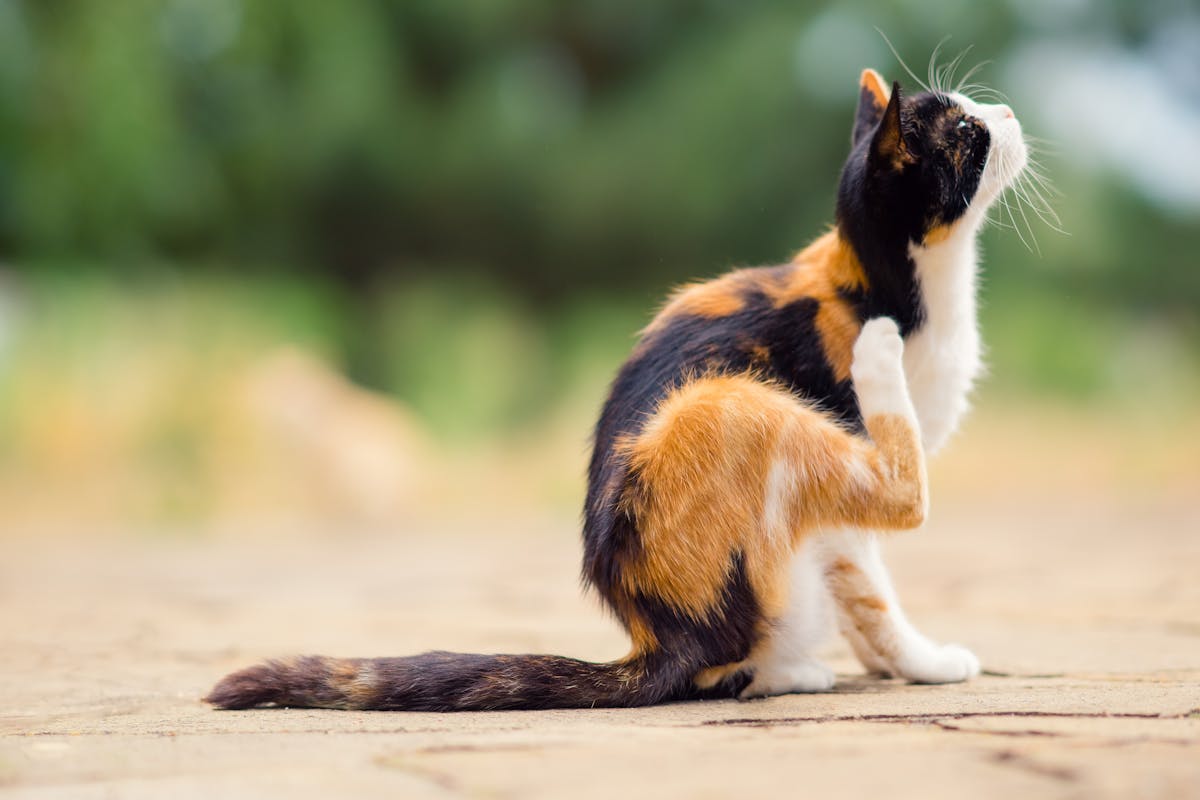 Eczéma chez le chat : comment le reconnaître et le traiter ? | Santé ...