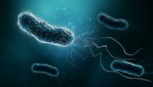 Alerte en Australie : une bactérie mortelle présente dans l'eau fait deux victimes