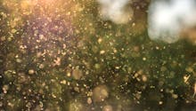 Dérèglement climatique et températures douces : le pollen déjà de retour