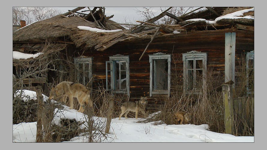 Les loups mutants de Tchernobyl intéressent la recherche sur le cancer : explications