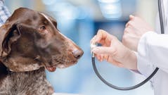 Des chiens de particuliers ont été entraînés à détecter Parkinson avec succès