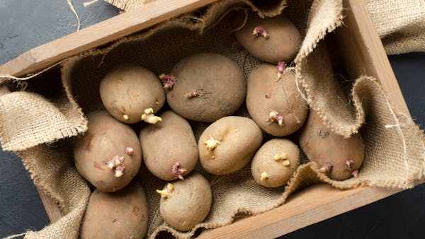 Peut-on manger des pommes de terre germées ?