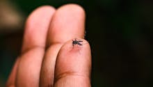 Dengue : la situation inquiète les autorités sanitaires, qui rappellent les bons gestes contre le moustique tigre