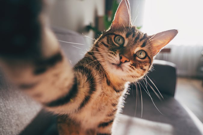 Rêver de chat : qu'est-ce que ça signifie ?