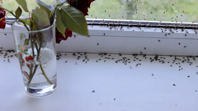 Pourquoi j’ai des mites chez moi et comment m’en débarrasser ? | Santé ...
