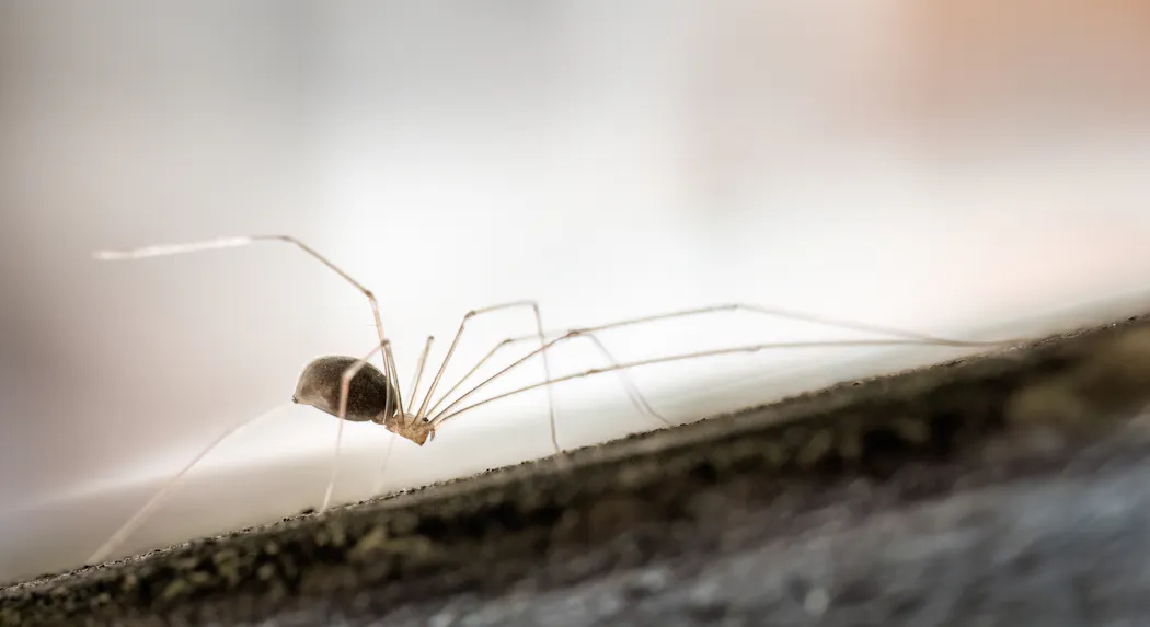 Pholcus phalangioides