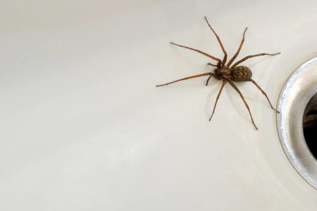 Eratigena atrica