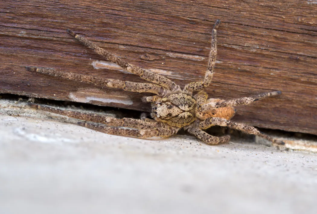 Zoropsis spinimana